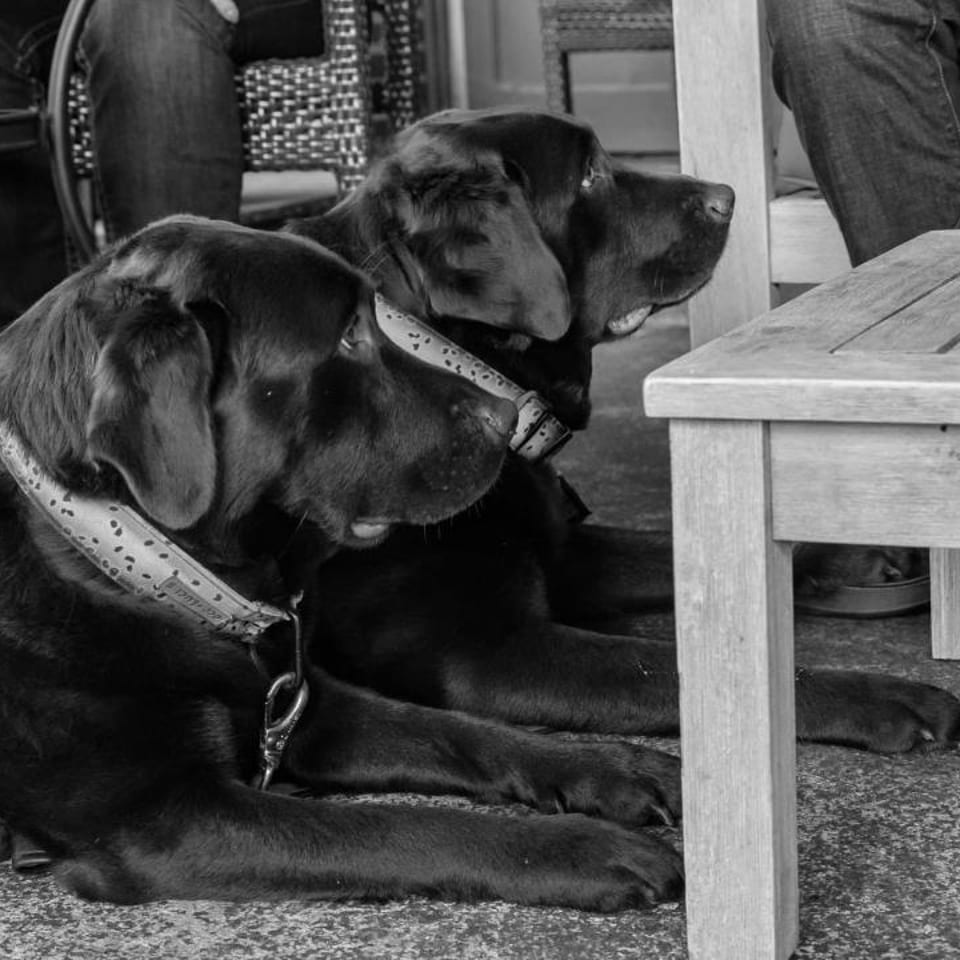 Two dogs relaxing beside a patio table at Crema & Vine.