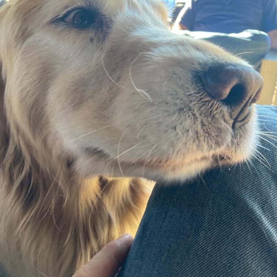 Dog enjoying time with a guest on the patio.